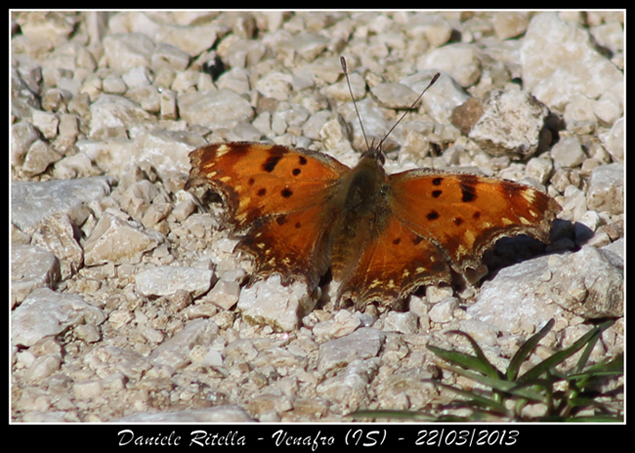 Polygonia c-album???